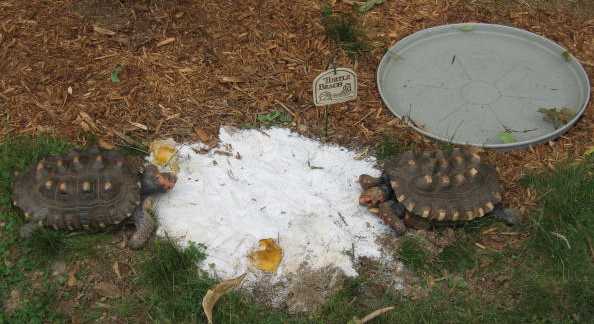 Elsie and Irvin Having Dinner