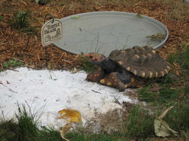 Irvin at Turtle Beach
