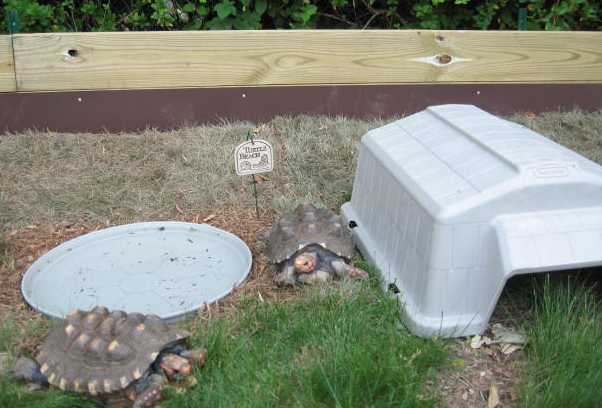 Elsie and Irvin at the Pool