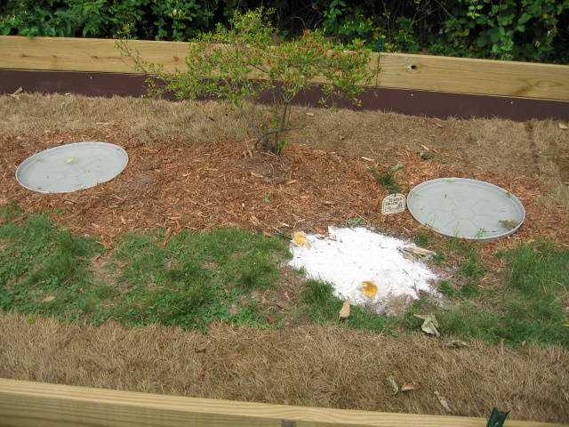 Pools, Sand, and Azalea Bush